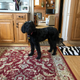 Illustration for article titled Happy 12th birthday to Lucy the labradoodle